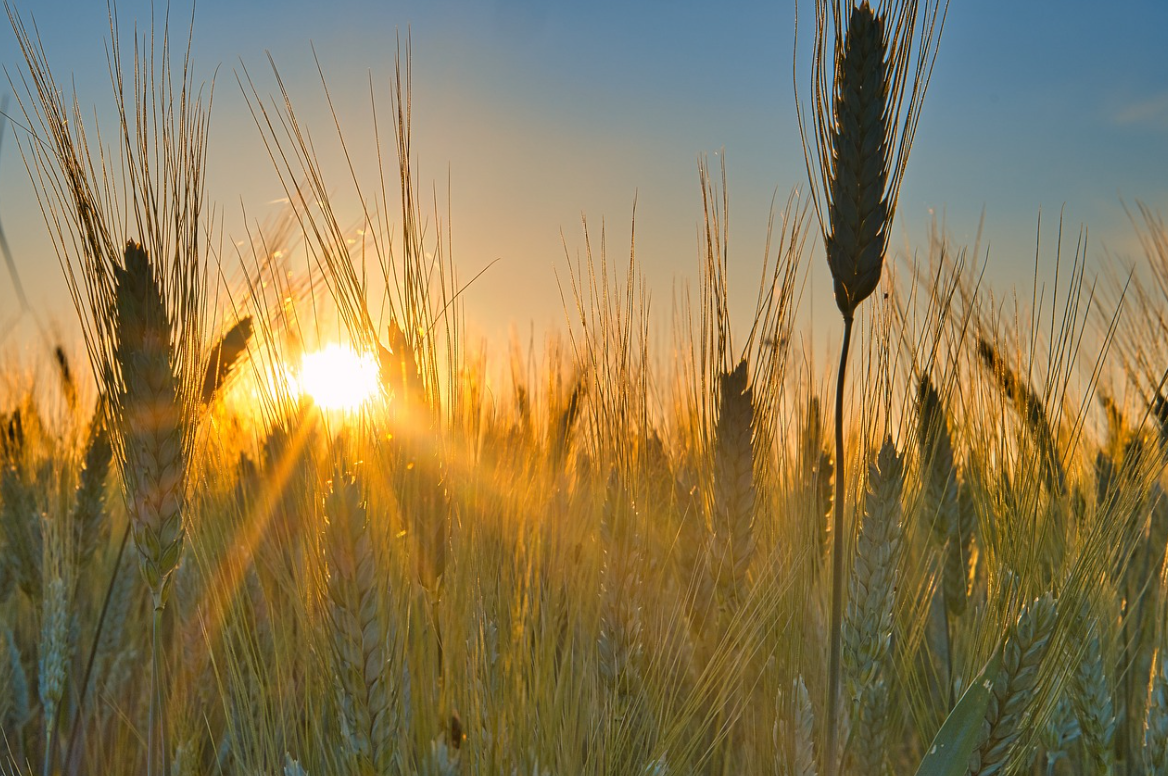 Das Ergbut der Pflanzen verändert sich auch unter natürlichen Bedingungen, z.B. durch die Sonnenstrahlung. Bildquelle: © Anrita1705, Pixabay