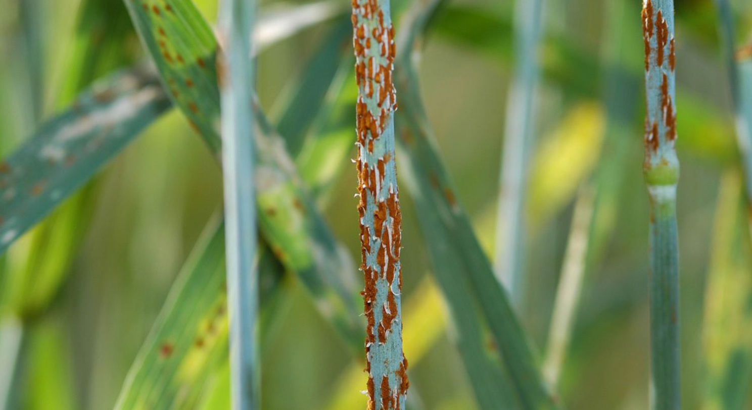 Rostpilze gehören zu den Pflanzenkrankheiten, die die größten Ernteverluste verursachen. Mit der Genomeditierung könnten schneller resistente Pflanzen erzeugt werden (Bildquelle: © Yue Jin/wikimedia.org)