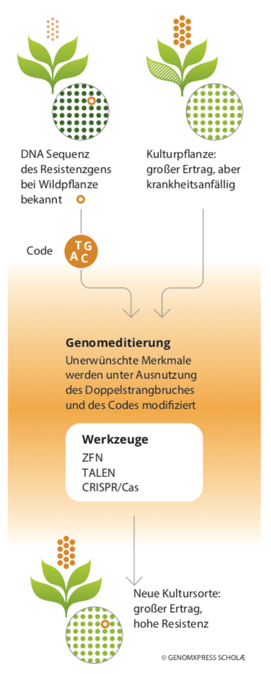 Schema der Genomeditierung (© GENOMXPRESS SCHOLAE)