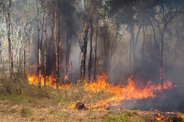 Eukalyptus kann so manche Waldbrände überleben (© Uwe, stock.adobe.com)