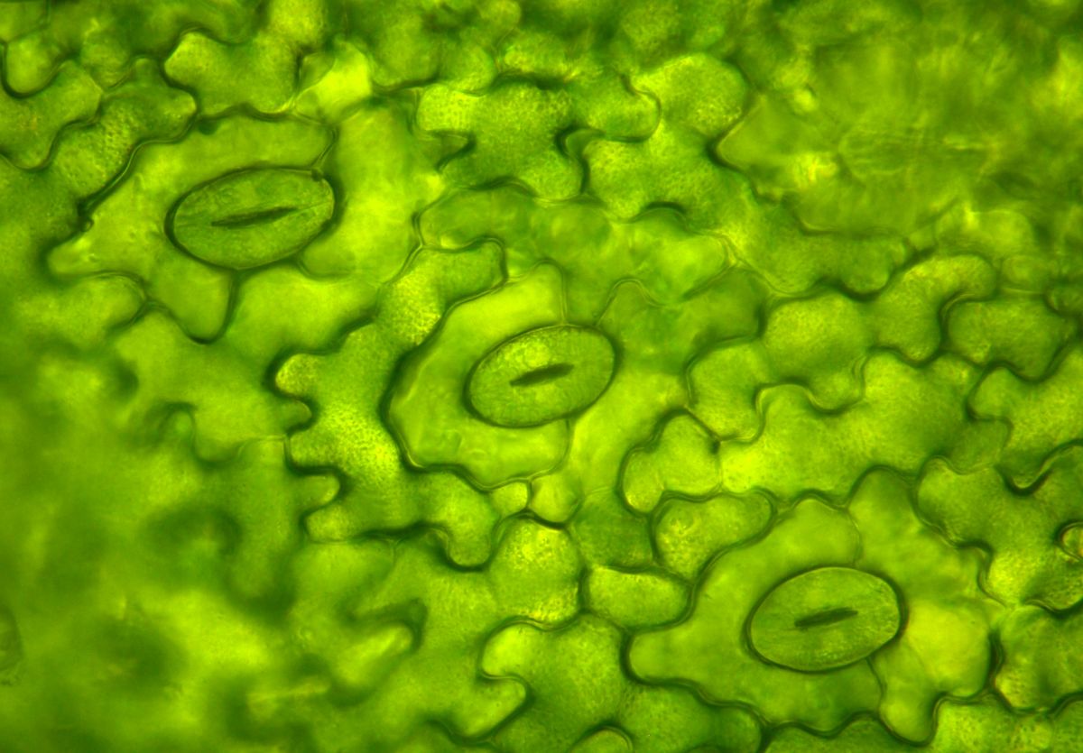 Stomata (Spaltöffnungen) auf der Oberfläche von Blättern (© barbol88, iStock.com)