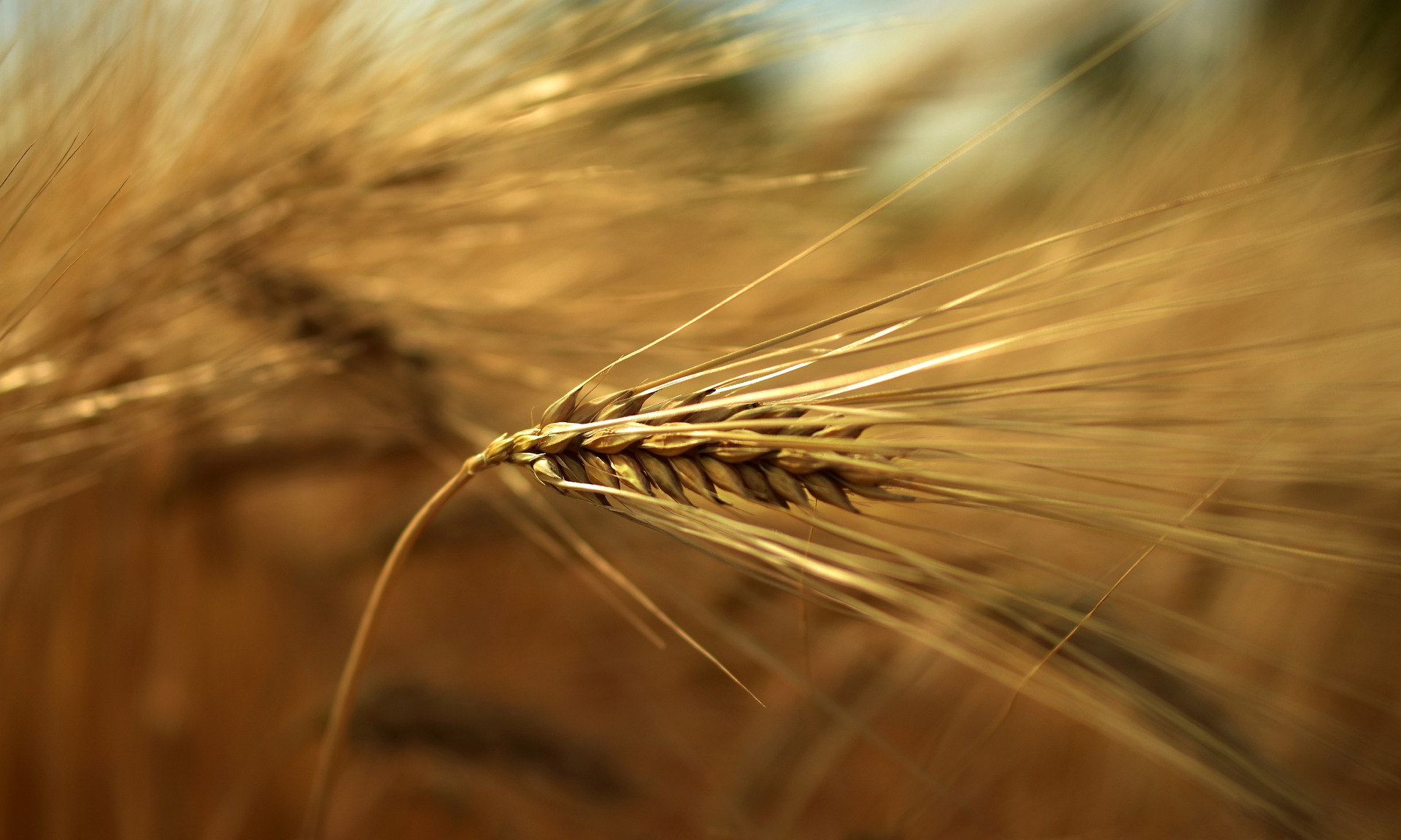 Genetik und Geschichte der Getreidearten waren ein zentrales Forschungsfeld der Forscherin (© Peggychoucair, Pixabay)