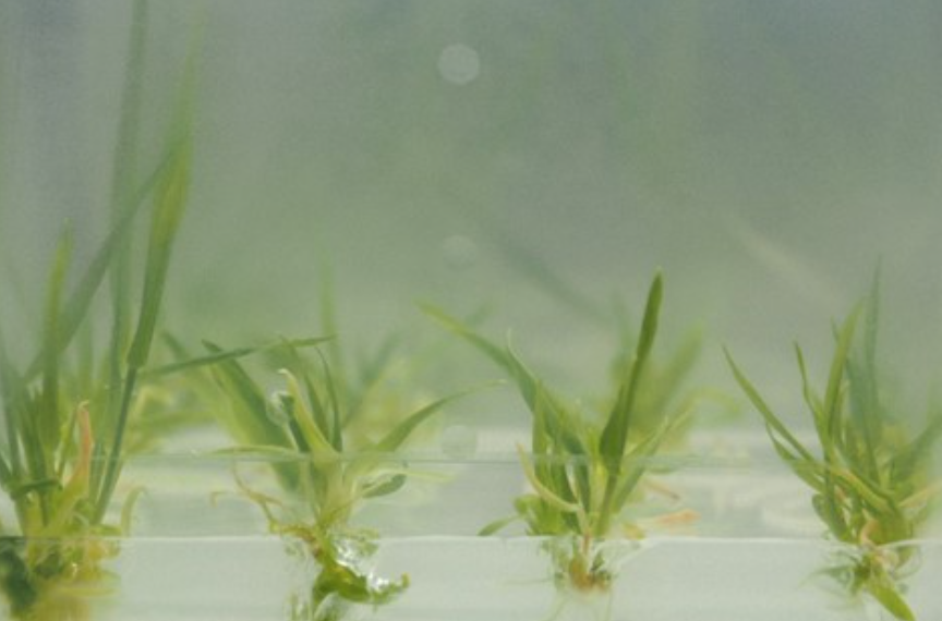 Junge Gerstenpflanzen nach der Genomeditierung auf Nährmedien (in vitro-Kultur). Bildquelle: © Robert Hoffie