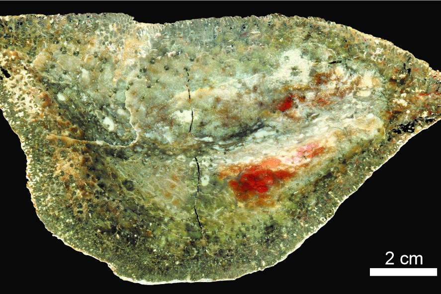 Dickfleischiger Wedelquerschnitt des Farnsamers Medullosa leuckartii (ca. 290 Mio. Jahre) (© Ludwig Luthardt – Museum für Naturkunde Berlin)