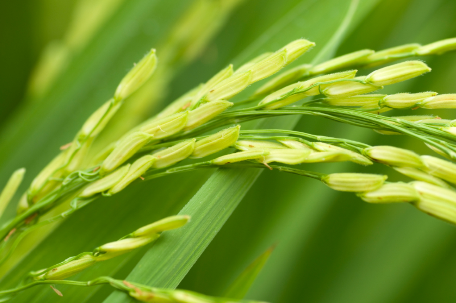 Reis ist die Kulturart, die bislang am häufigsten mit der Genschere genetisch modifiziert wurde (Quelle: © iStockphoto.com/ szefei).