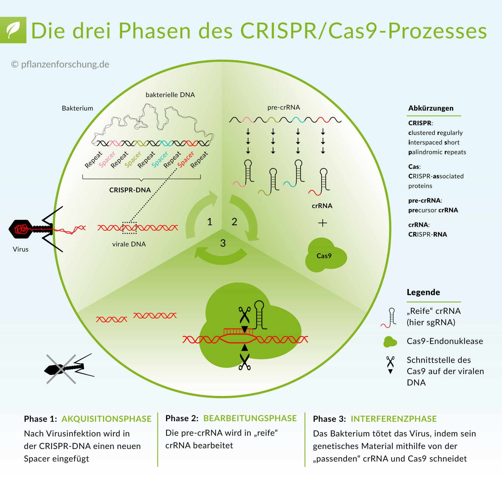 Die Funktionsweise des Typ II CRISPR/Cas-Systems. Bildquelle: © Pflanzenforschung.de