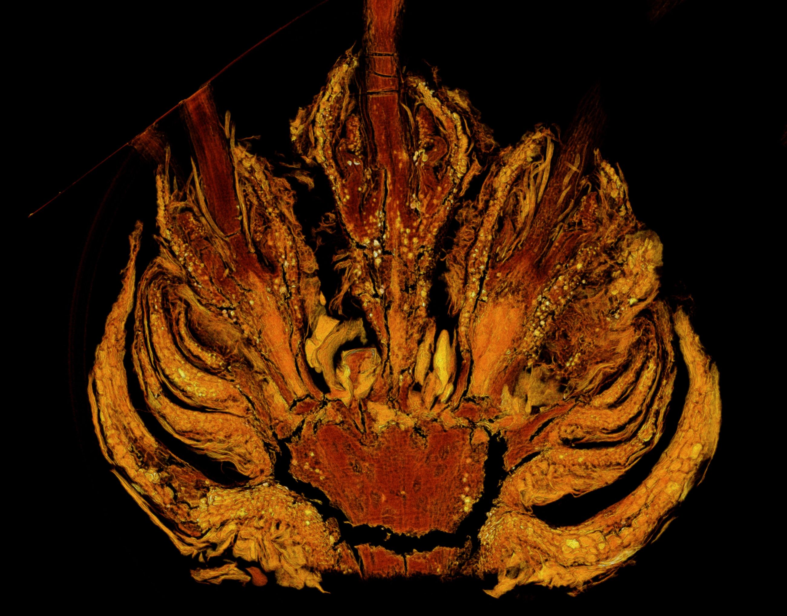   Längsschnitt durch einen Blütenstand einer Scheinkastanie aus Baltischen Bernstein, aufgenommen am Deutschen Elektronen Synchrotron (DESY), Hamburg  (© Eva-Maria Sadowski – Museum für Naturkunde Berlin)
