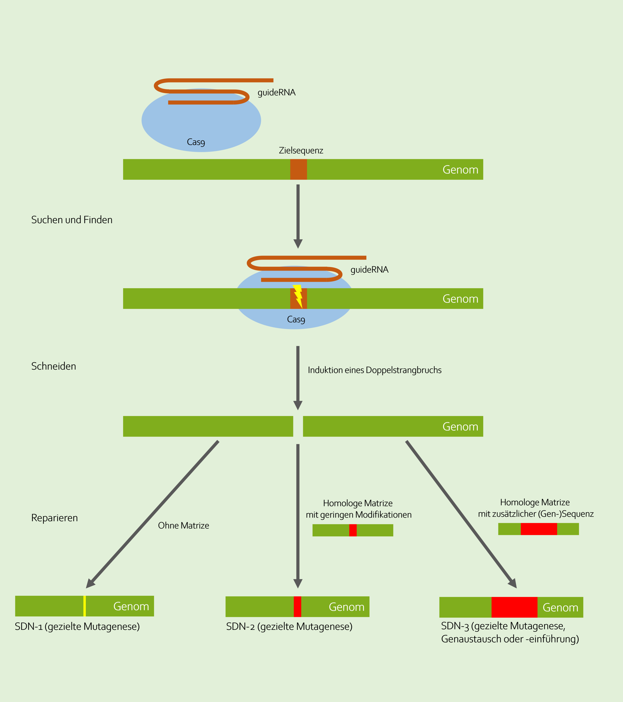 Mit der Genschere CRISPR/Cas9 können drei verschiedene Typen von Veränderungen am Genom vorgenommen werden, die mit SDN-1 (site directed nuclease 1), SDN-2 und SDN-3 bezeichnet werden. Bei allen wird das CRISPR/Cas-System zunächst in die pflanzlichen Zellen eingebracht, die guide RNA findet ihre Zielsequenz und die Nuklease spaltet die DNA (Doppelstrangbruch). Bei SDN-1 führt dieser Schaden zur Aktivierung von Reparaturmechanismen der Zelle, die fehleranfällig sind. So kommt es zu zufälligen Punktmutationen an der Schnittstelle. Bei der SDN-2-Technik wird zusätzlich ein Oligonukleotid mit in die Zellen eingeführt, das als Reparatur-Vorlage dient. Es kommt zu einem gezielten Basenaustausch, kleinere Deletionen oder zur Einfügung weniger zusätzlicher Basenpaare.  Auch bei der SDN-3-Technik wird zusätzlich ein synthetisches Oligonukleotid als Reparatur-Vorlage eingeführt. Es enthält aber deutlich längere DNA-Sequenzen. Auf diese Weise können auch ganze Gene zusätzlich integriert werden (Quelle: www.botanik.kit.edu/garten/276.php#gallery-3, eigene Darstellung).