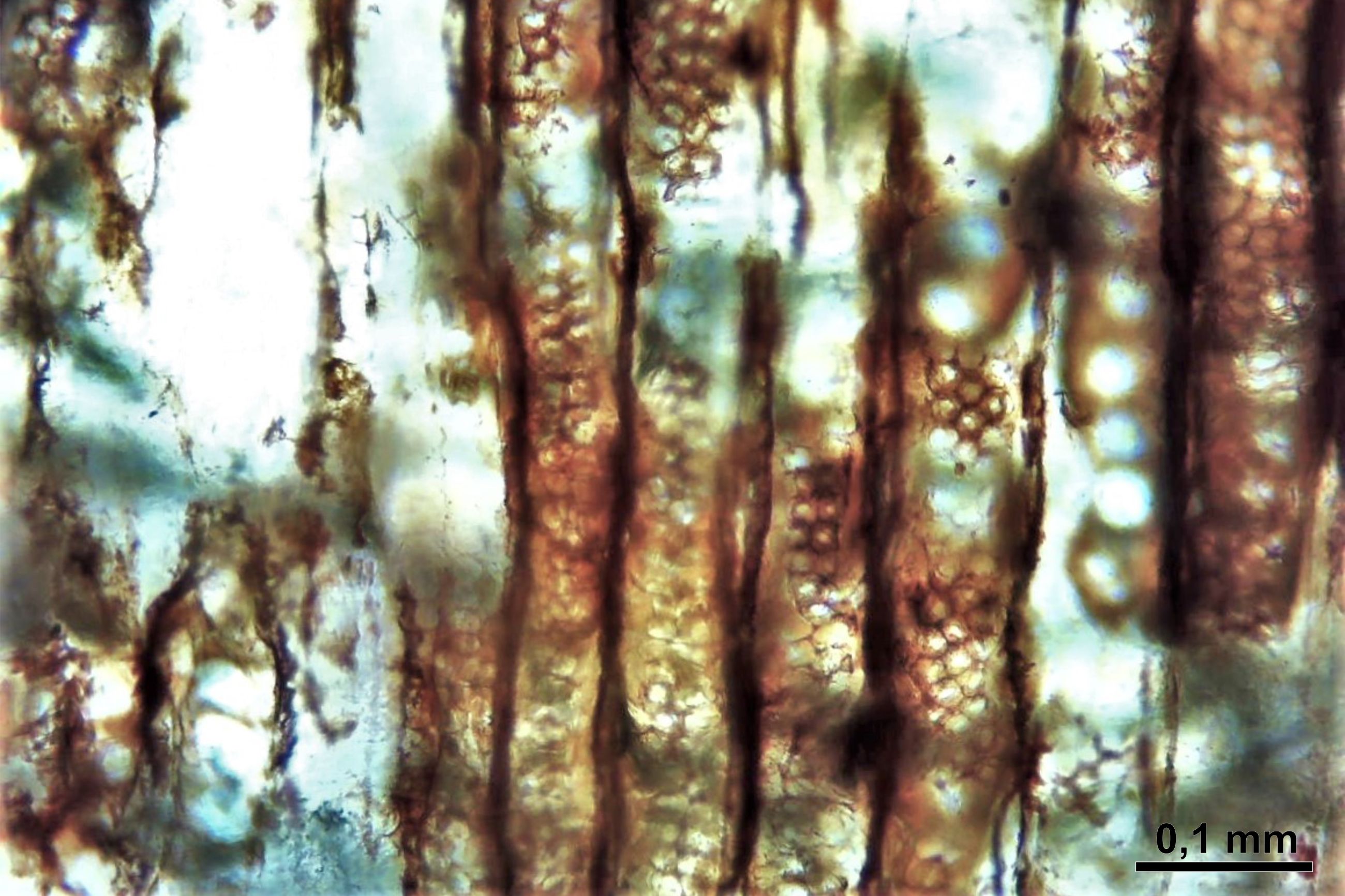 Mikroskopisch kleine Leitbahnen (Tracheiden) eines Farnsamers aus Frankreich / ca. 300 Mio. Jahre alt (© Ludwig Luthardt – Museum für Naturkunde Berlin)